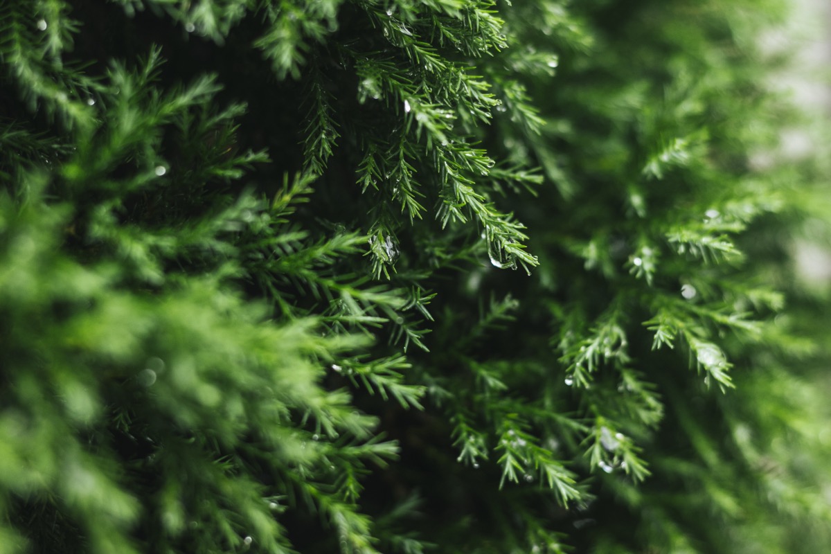 Jak szybko rośnie tuja szmaragd? Pielęgnacja i sadzenie