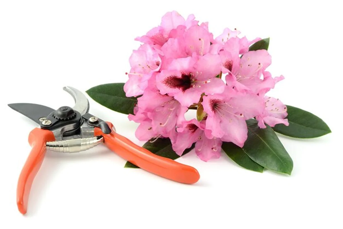 Różowe rododendrony i nożyczki do przycinania na białym tle