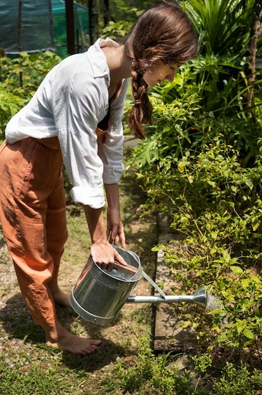 Kobieta podlewa pigwowca w doniczce