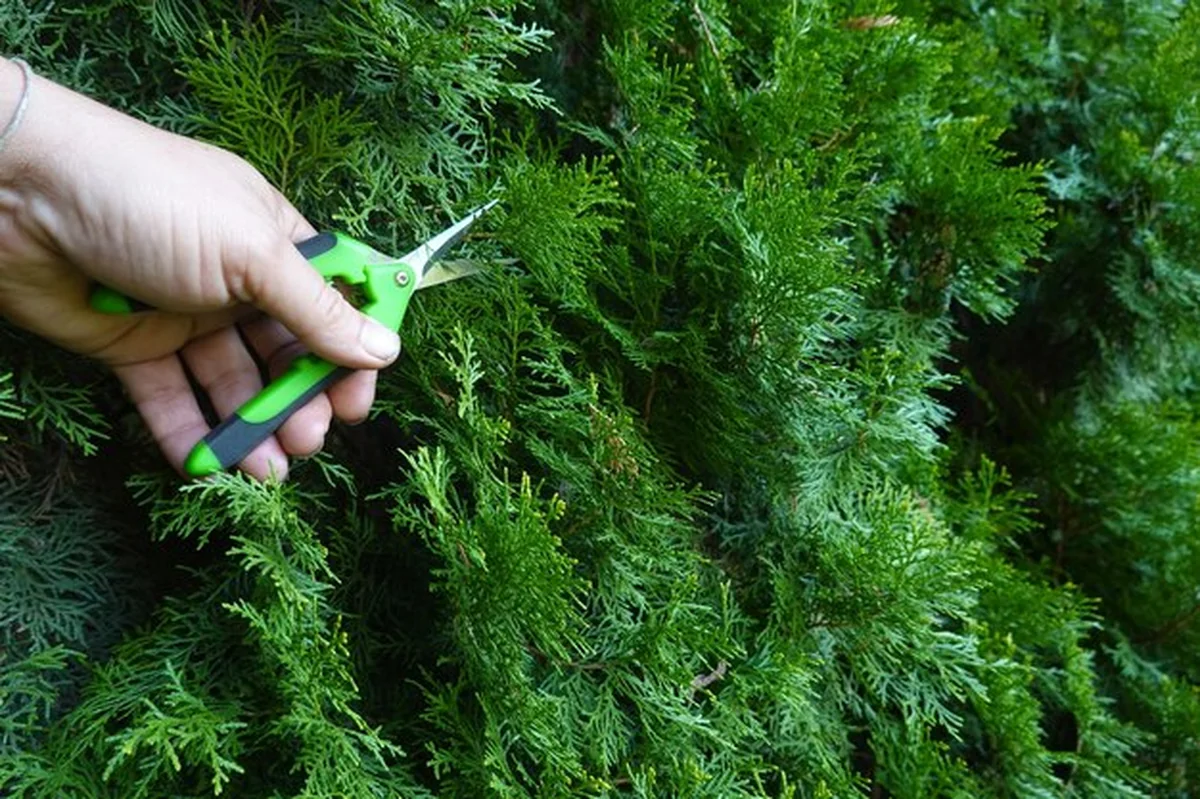 Ogrodnik przycina tui szmaragdową nożyczkami ogrodniczymi