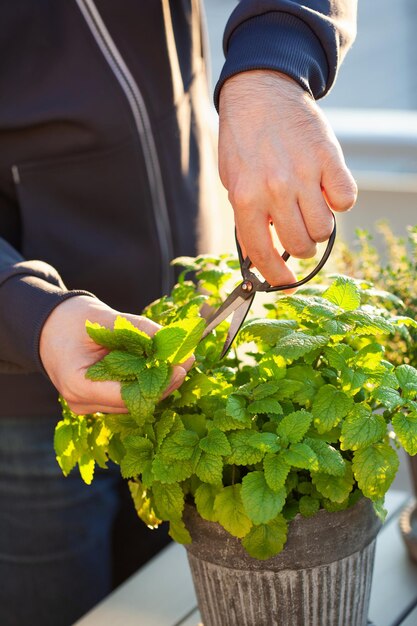 Jak przesadzać bluszcz? Pielęgnacja i uprawa bluszczu pospolitego